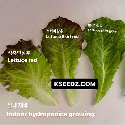 Lettuce Skirt Red - 적치마 상추 image 3