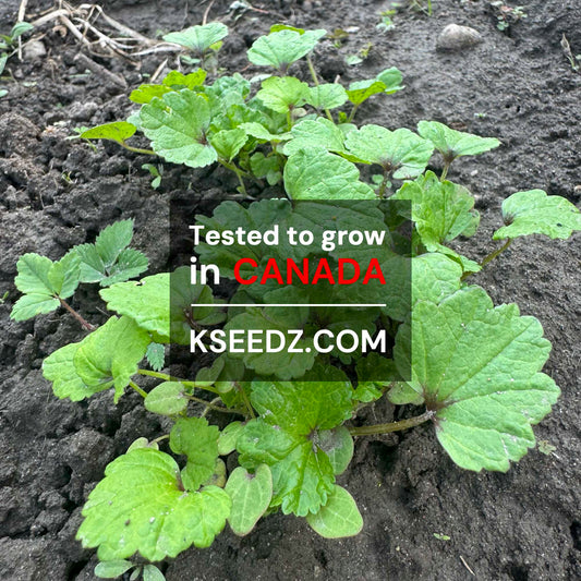 A-uk - 치마 아욱 image 1