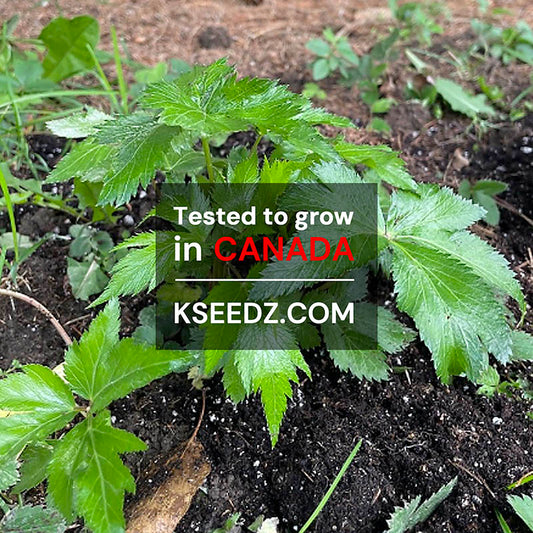 Ildangui - 일당귀 image 1