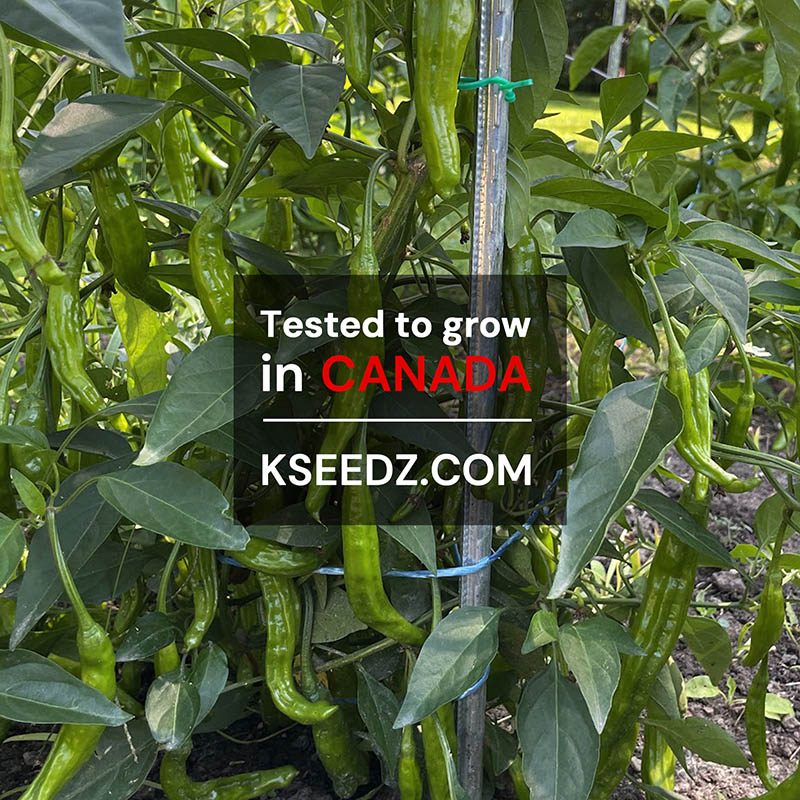 Pepper Green Shishito : Mild - 꽈리 고추 image 2