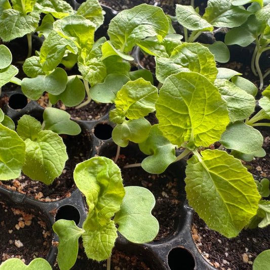 Korean winter cabbage seeds : Bomdong - 봄동 배추 씨앗 | KSEEDZ