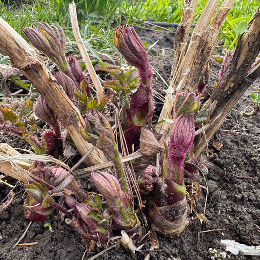 Korean Manchurian angelica hairloom seeds - 땅두릅 씨앗 | KSEEDZ