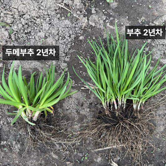 Korean chive seeds : Buchu - 부추 씨앗 | KSEEDZ