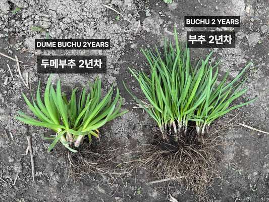 Korean chive seeds : Buchu - 부추 씨앗 | KSEEDZ