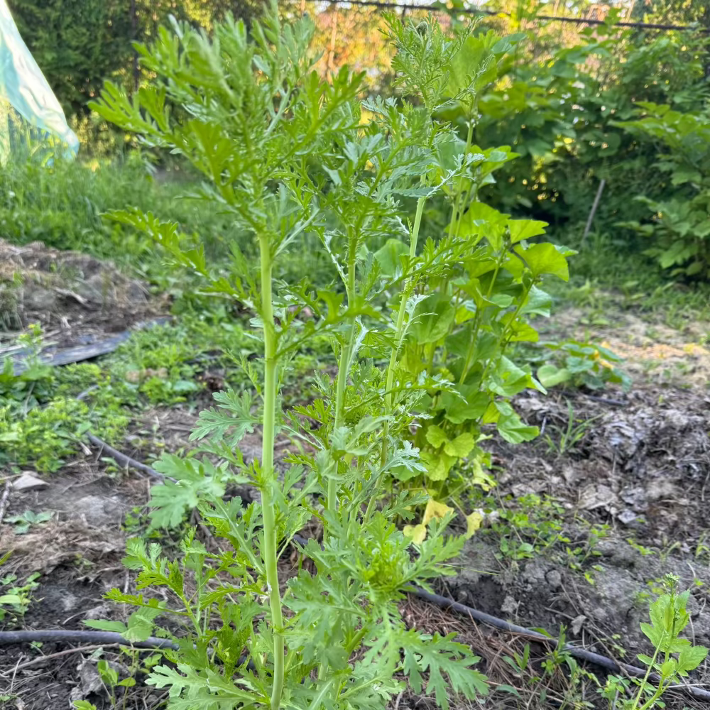 Korean crown daisy seeds - 쑥갓 씨앗 | KSEEDZ