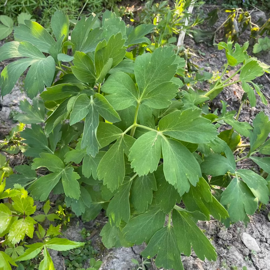 Korean herb bangpung seeds - 방풍 나물 씨앗 | KSEEDZ