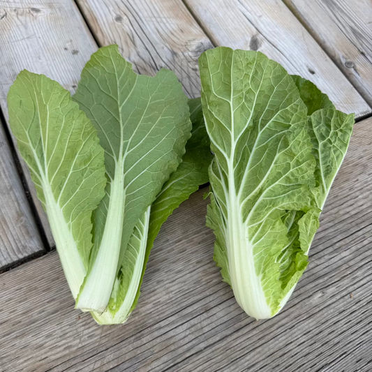 Korean napa cabbage seeds : Eolgali - 얼갈이 / 엇갈이 배추 | KSEEDZ