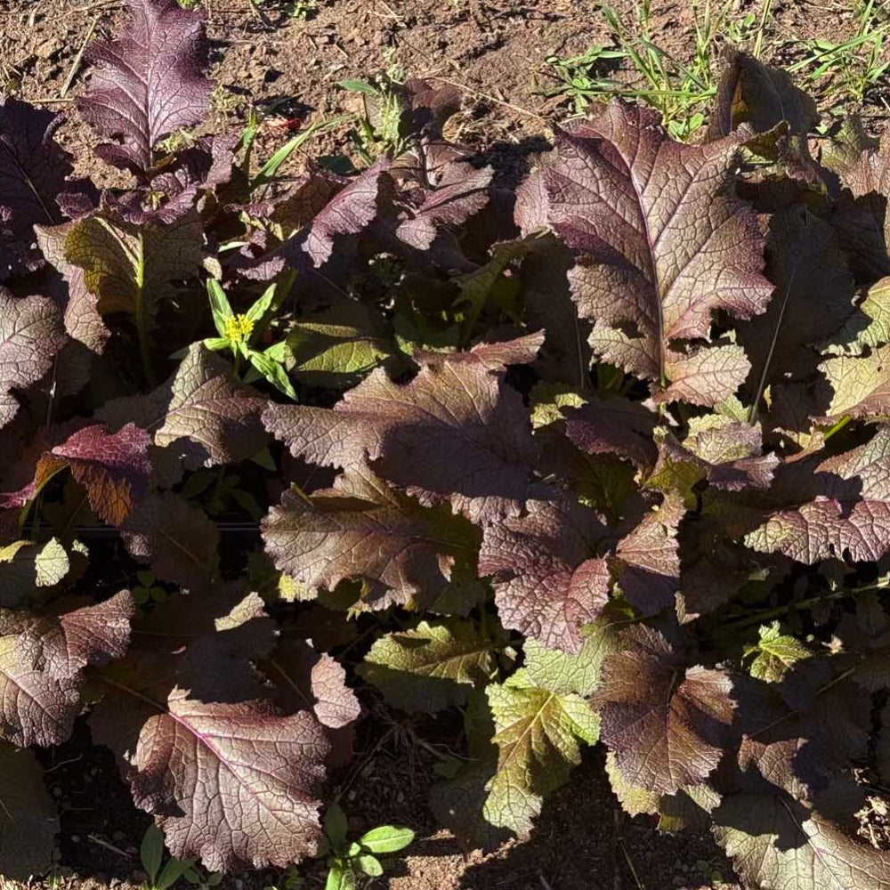 Korean red mustard seeds - 적갓, 홍갓 씨앗 | KSEEDZ