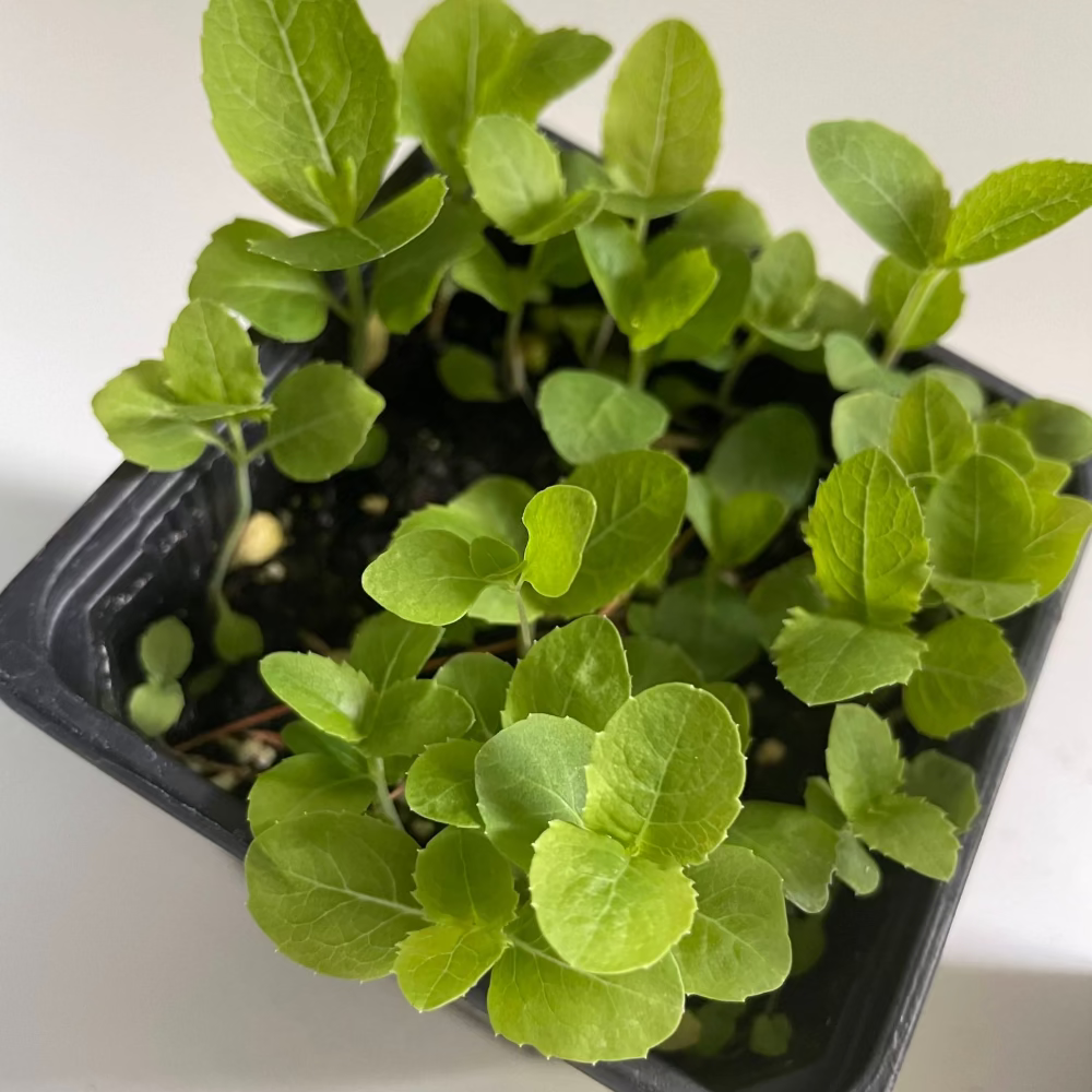 Korean ballon flower seeds : Doraji - 도라지 | KSEEDZ