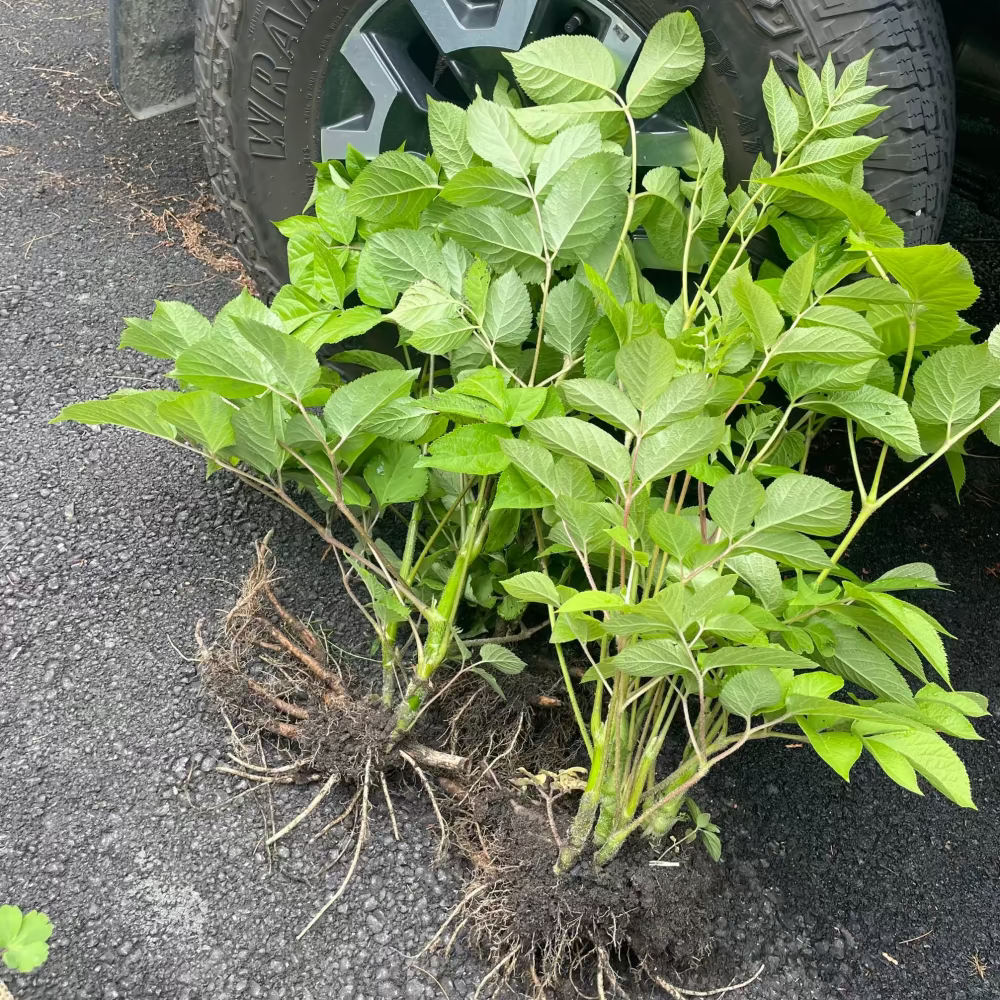 Korean Manchurian angelica hairloom seeds - 땅두릅 씨앗 | KSEEDZ