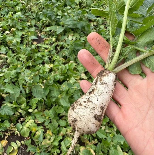 Korean ponytail radish seeds : Altari - 알타리무, 충각무 씨앗 | KSEEDZ