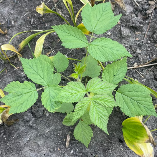 Korean herb goat's beard seeds - 눈개승마,삼나물 씨앗 | KSEEDZ