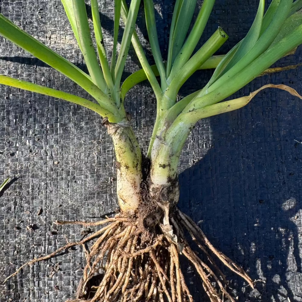 Korean whild chive seeds : Dume Buchu - 두메 부추 씨앗 | KSEEDZ