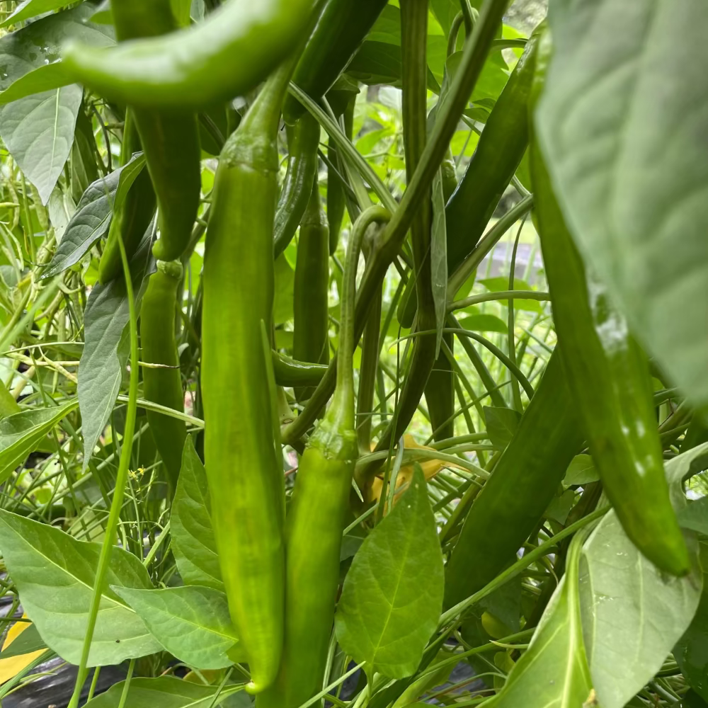 Korean sweet pepper seeds - 아삭이고추 오이고추 씨앗 | KSEEDZ