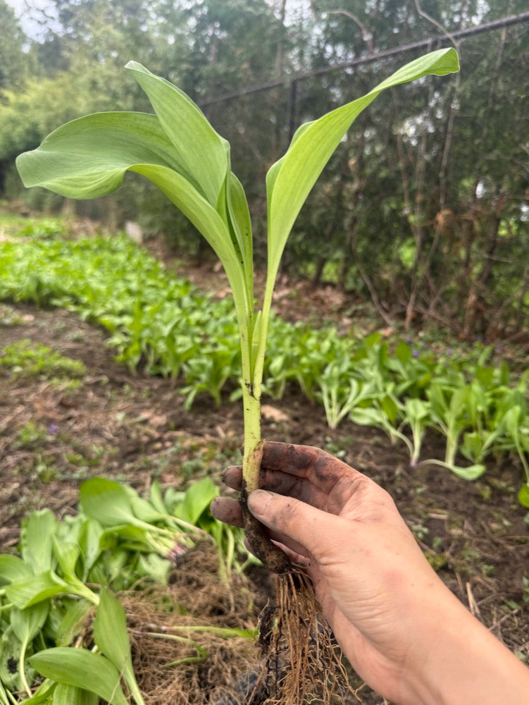 Ramp / Korean wild garlic – 울릉도종 명이나물, 산마늘 8월 18일부터 배송시작