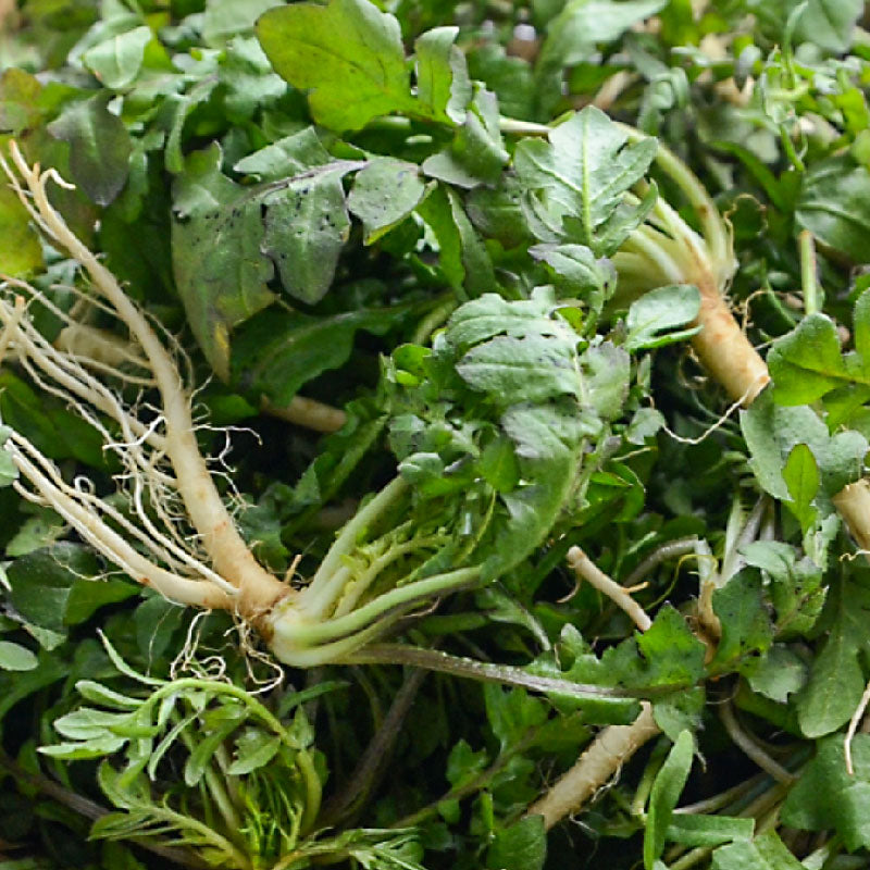 Korean shepherd's purse : Naengi - 냉이 image 0