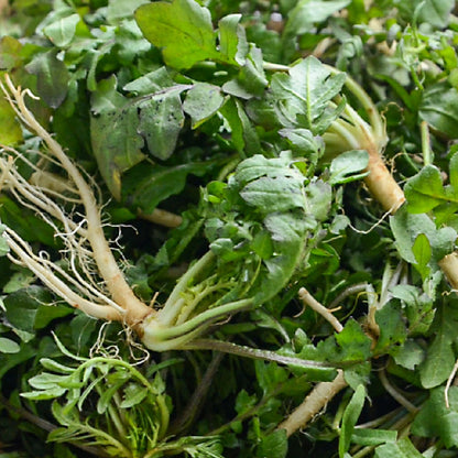 Korean shepherd's purse : Naengi - 냉이 image 0