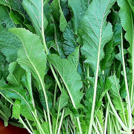 Mustard Green - 청갓 image 0