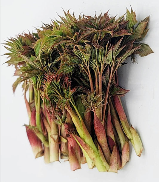 Goat's beard - 눈개승마,삼나물 image 0