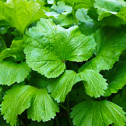 A-uk - 치마 아욱 image 0