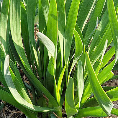 Dume Buchu : Korean chive - 두메부추 (2026년 3월말 재입고)