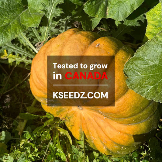 Pumpkin Old -맷돌호박 image 1