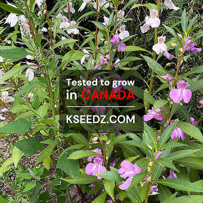 Garden Balsam Flower : Bongsunwha - 봉선화꽃 image 2