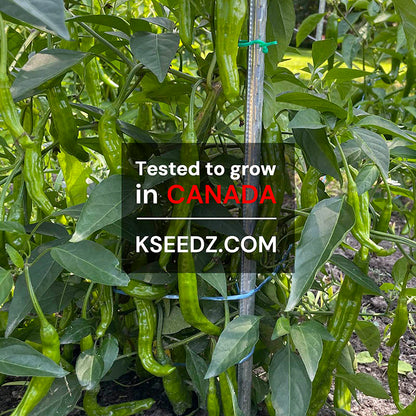 Pepper Green Shishito : Mild - 꽈리 고추 image 2