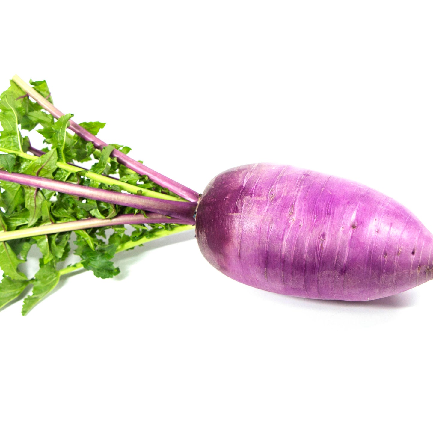 Radish Purple - 자색무 image 0