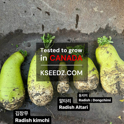 Radish Altari Spring - 알타리무 / 총각무 image 1