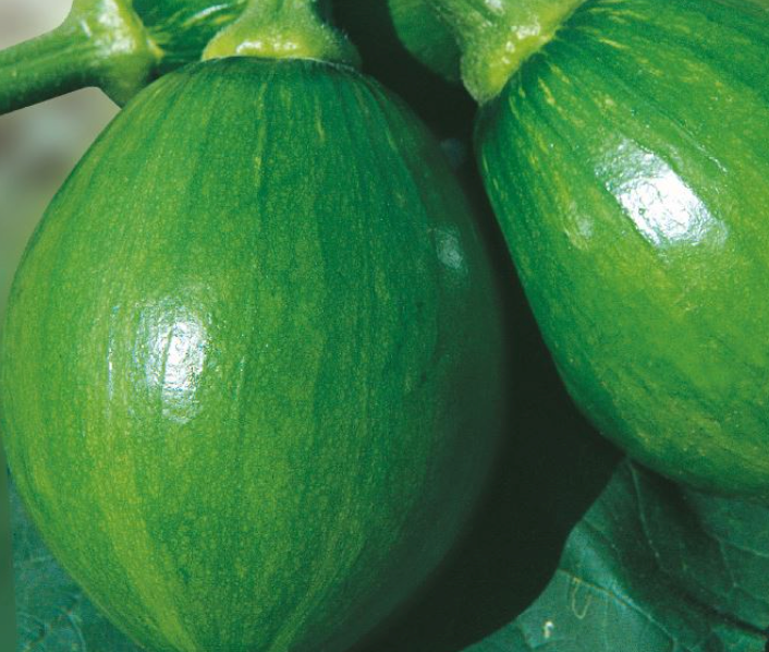 Zucchini squash - 풋호박 image 0