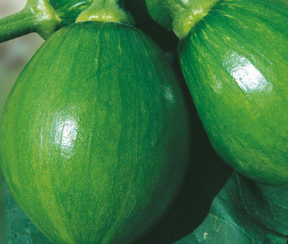 Zucchini squash - 풋호박 image 0