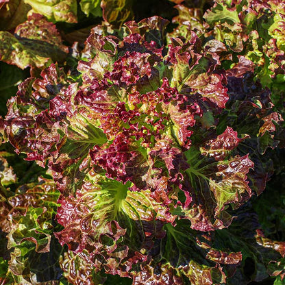 Lettuce red - 적축면 꽃상추 image 0