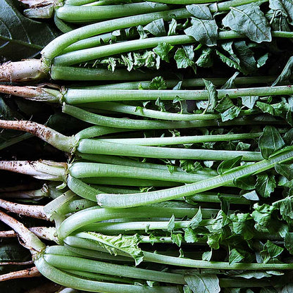 Young Radish Summer Dark - 흑진열무 image 0