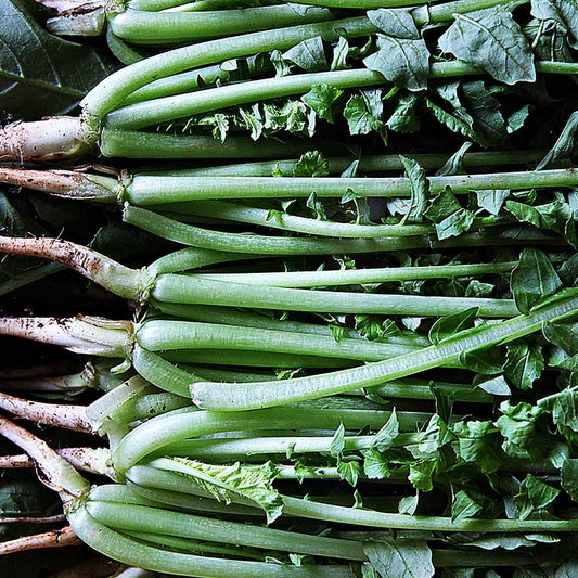 Young Radish Summer Dark - 흑진열무 image 0