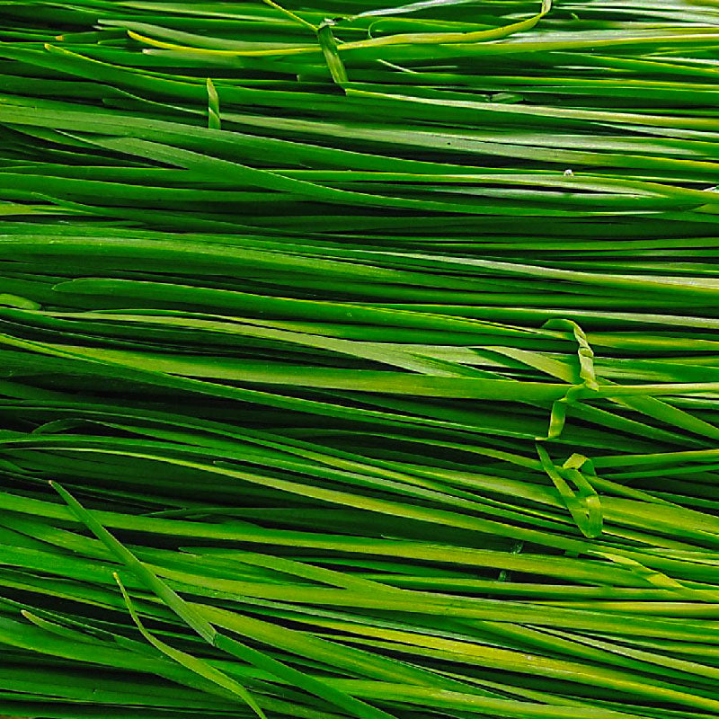 Buchu : Korean chive - 부추