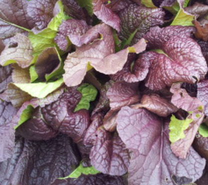 Mustard Red - 적갓 image 0