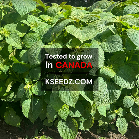 Perilla Green - 잎들깨 image 1