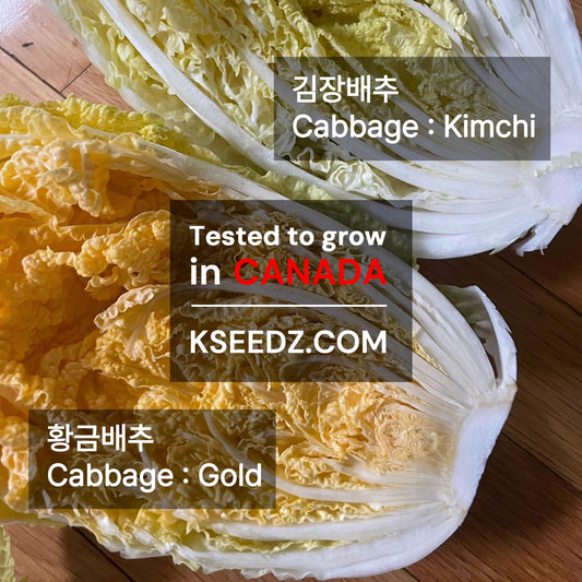 Kimchi Cabbage : FALL - 김장 배추 image 1
