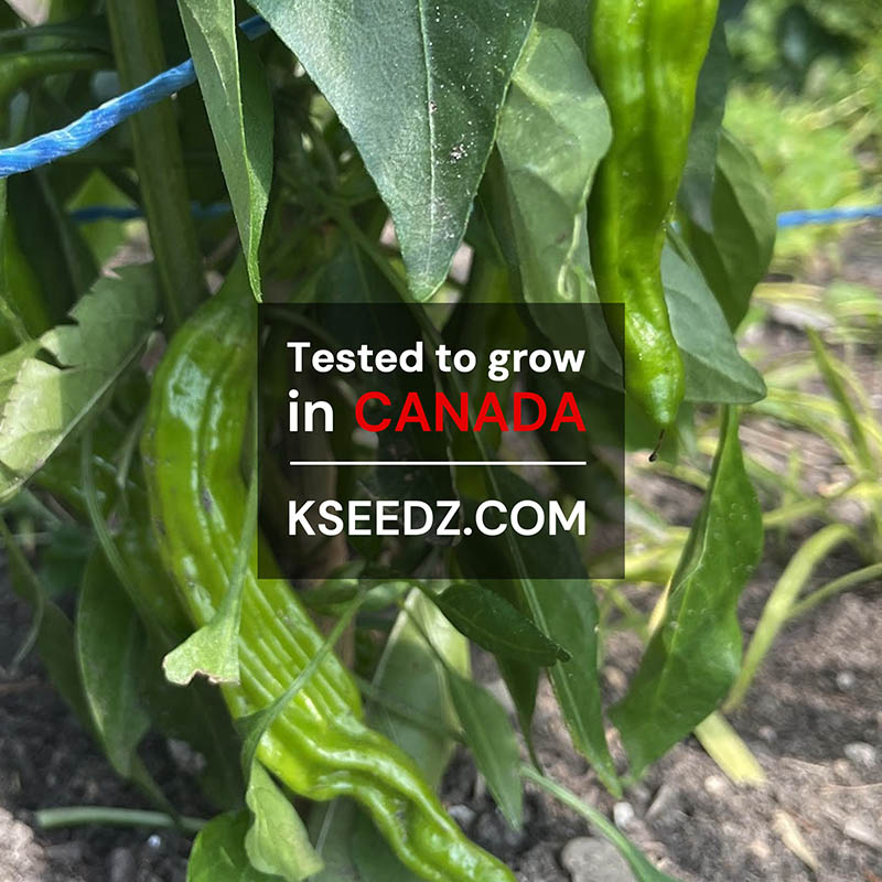 Pepper Green Shishito : Mild - 꽈리 고추 image 3