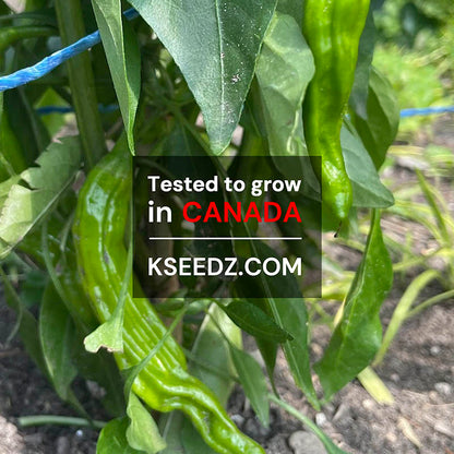 Pepper Green Shishito : Mild - 꽈리 고추 image 3