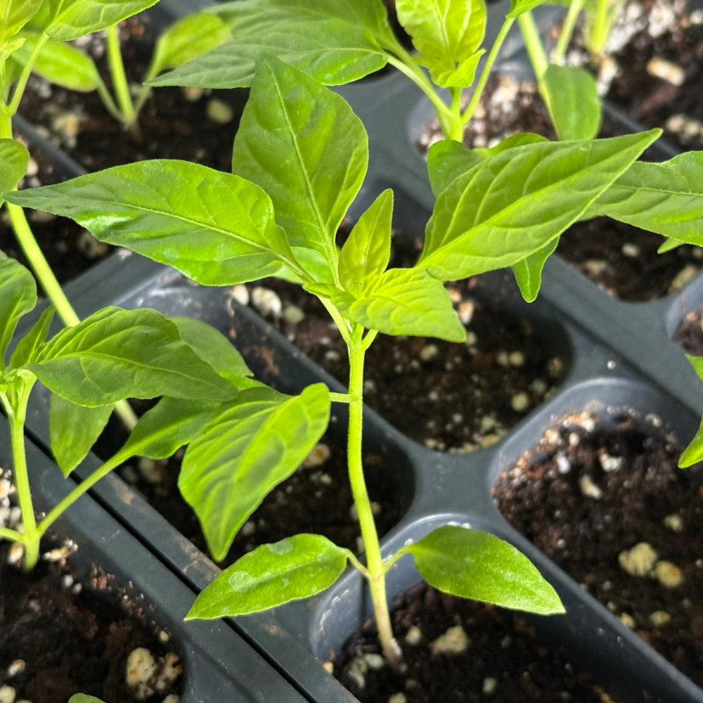 Pepper Green - 풋고추