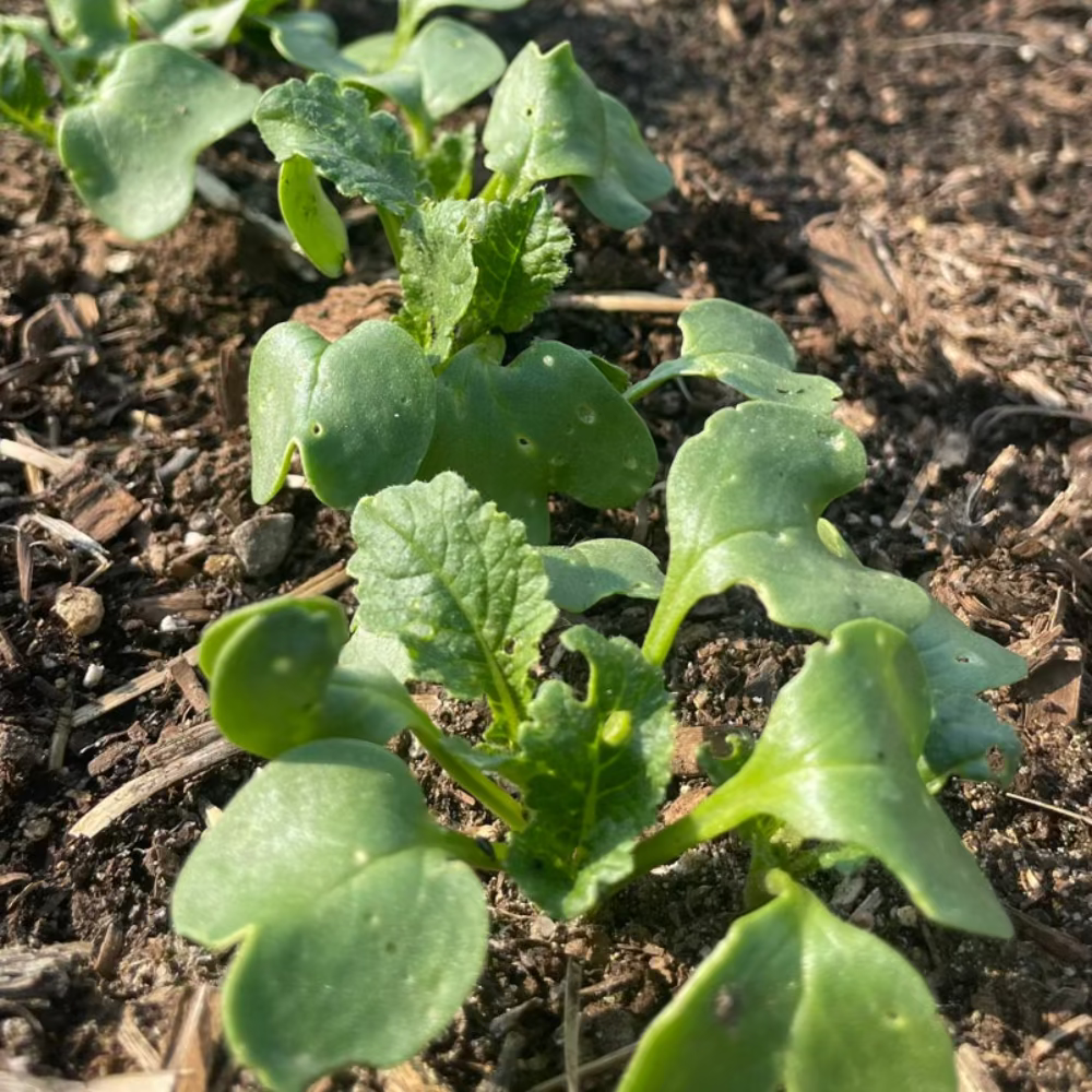 Napa Cabbage : Jeju - 구억배추 (제주도)