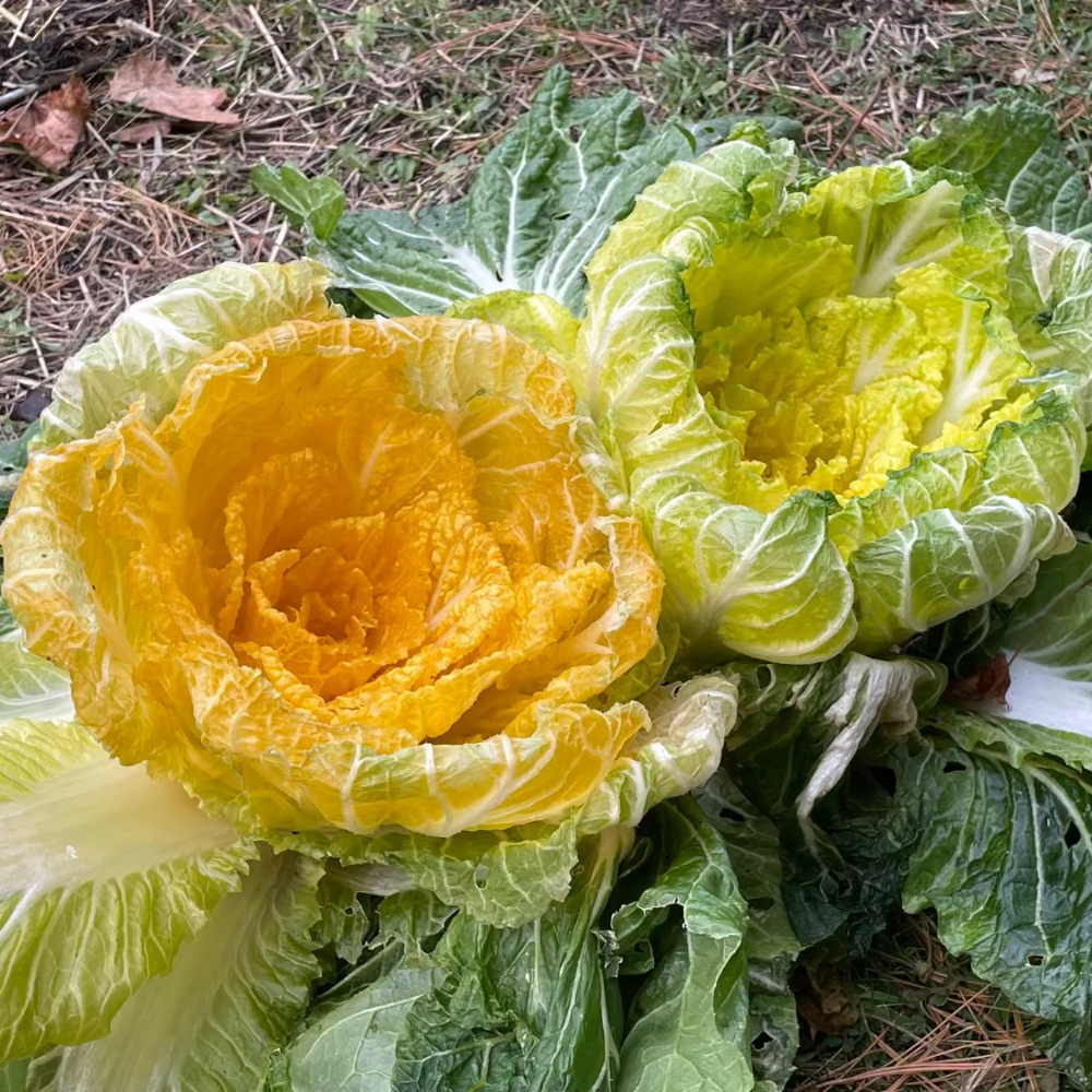 Korean Gold napa cabbage seeds for Kimchi : Spring / Fall- 황금배추