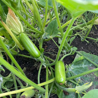 Korean zucchini seeds - 애호박 씨앗 | KSEEDZ