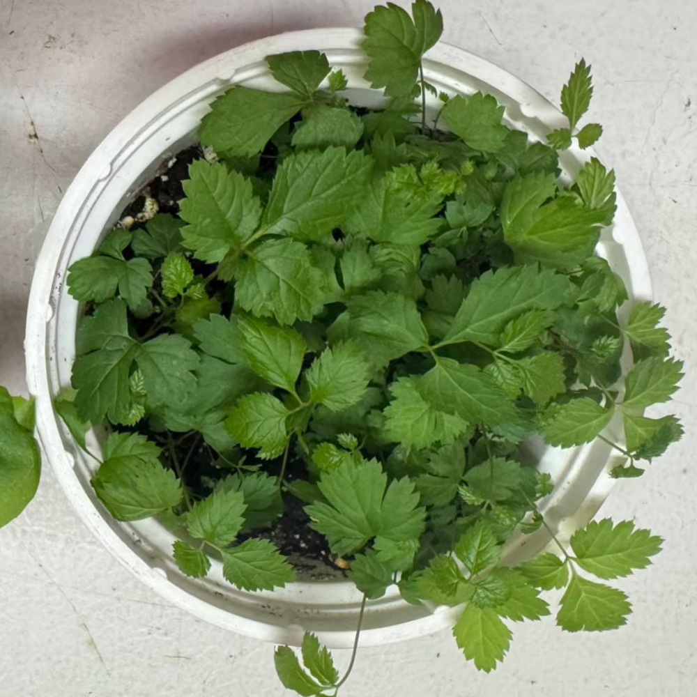 Korean herb goat's beard seeds - 눈개승마,삼나물 씨앗 | KSEEDZ