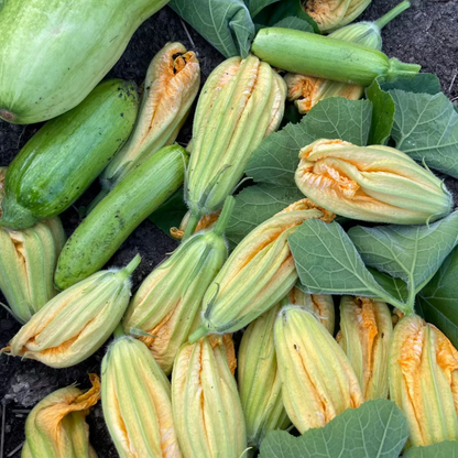 Korean zucchini seeds - 애호박 씨앗 | KSEEDZ