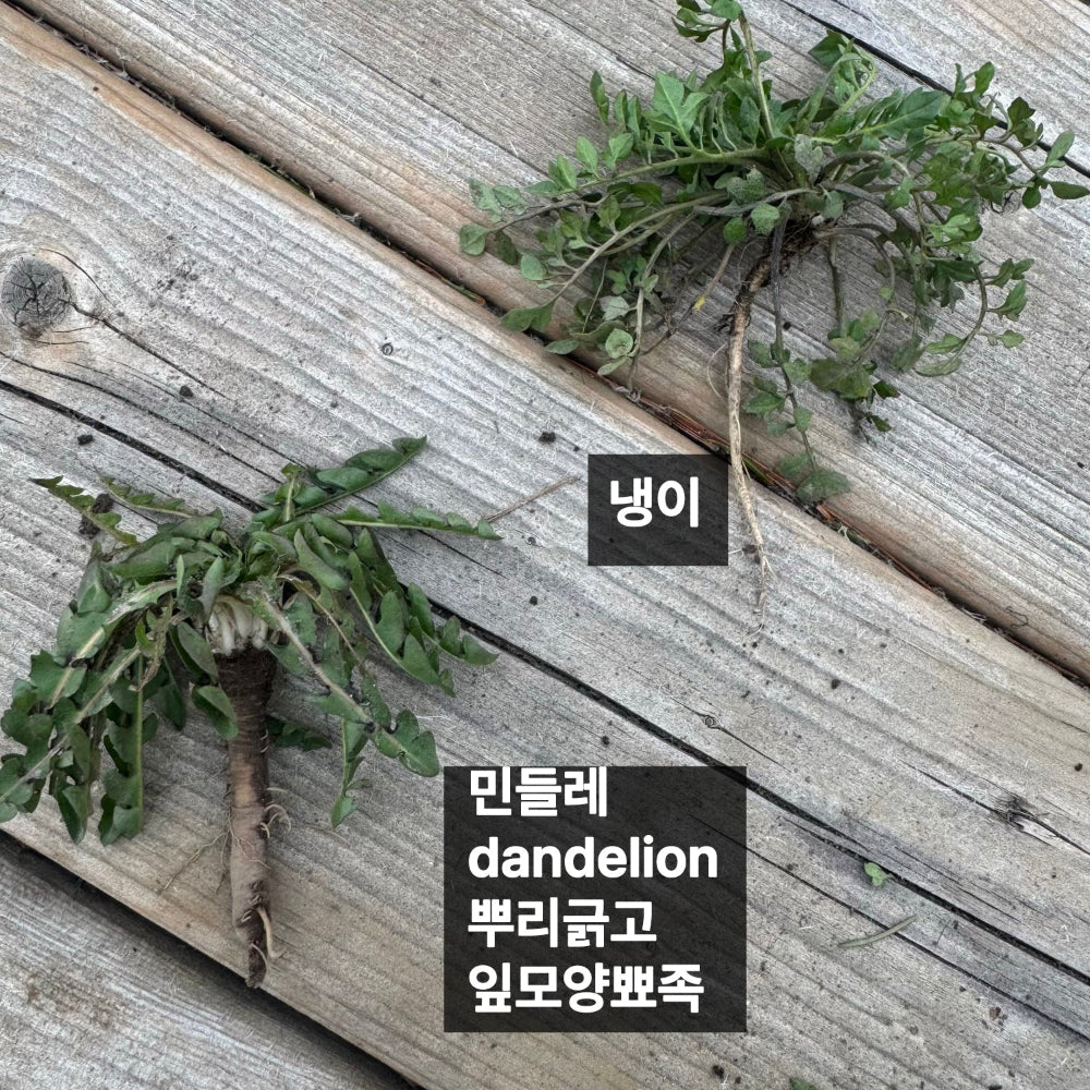 Korean shepherd's purse seeds : Naengi - 냉이 씨앗 | KSEEDZ