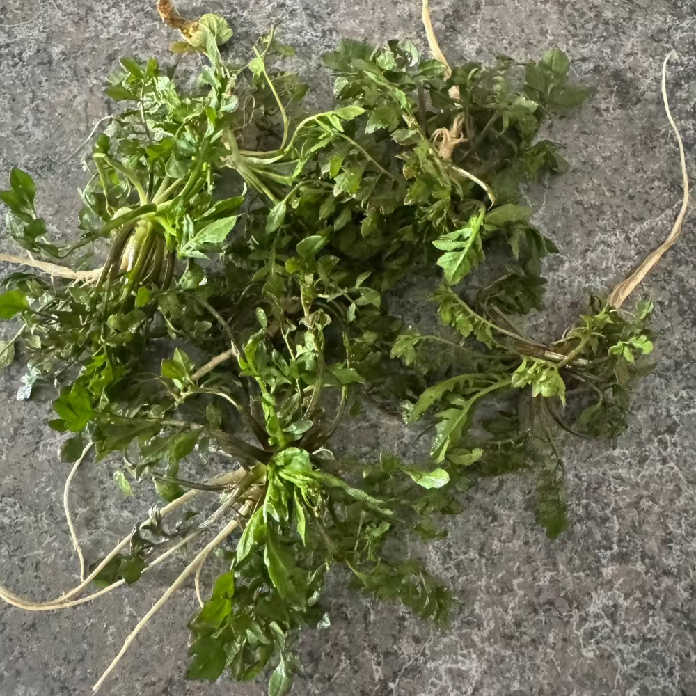 Korean shepherd's purse seeds : Naengi - 냉이 씨앗 | KSEEDZ