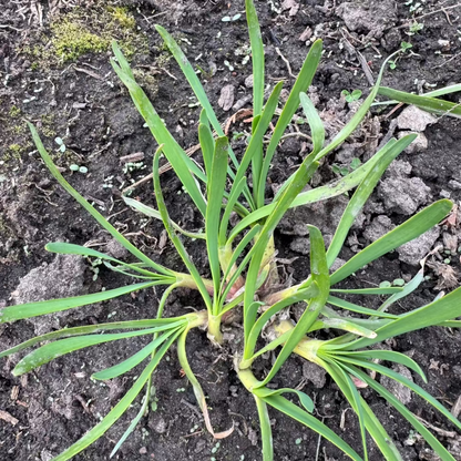 Korean sweet pumpkin seeds : kabocha - 단호박 씨앗 | KSEEDZ